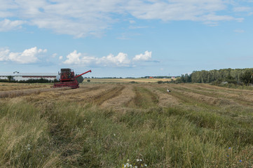 Grain is being cut by combine-harvester during harvest time in summer in Poland