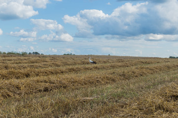 stork on a freshly cut cereal field