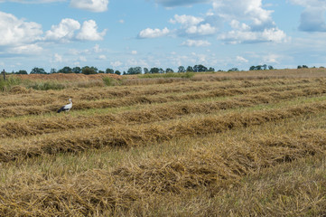 Fototapeta premium stork on a freshly cut cereal field