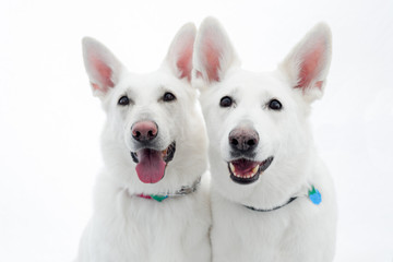 White German Shepherd Pair