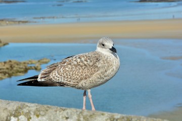 Mouette sur les remparts de la ville de Saint-Malo en Bretagne