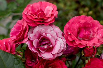 Close up of red roses with water drops