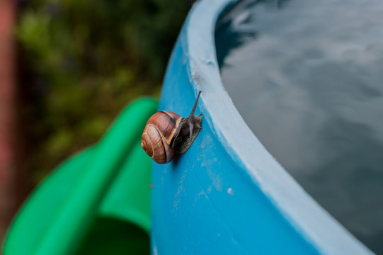 Close up of a sanil in a garden