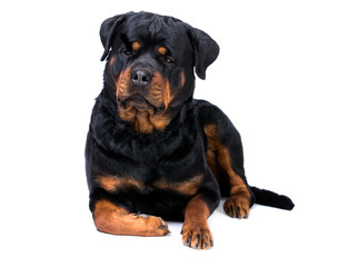 rottweiler on white background. Studio shot of beautiful young rottweiler dog lying isolated on...