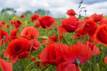 Field full of red poppy flowers