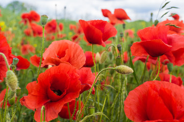 Fototapeta premium Pole pełne czerwonych kwiatów maku