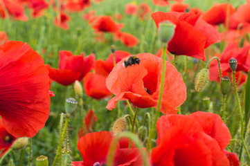 Field full of red poppy flowers