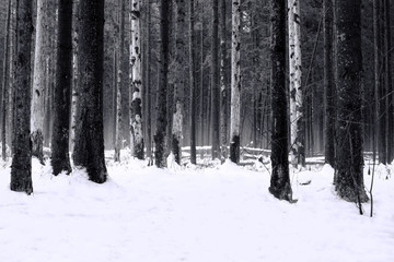 The trees in gloomy black and white winter forest.