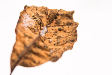 Leaf with Snow