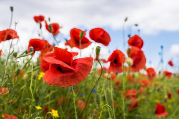 Field full of red poppy flowers