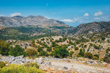 Olive fields on Crete Island in Greece, Cretan landscape