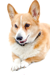 Cute Corgi 