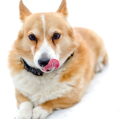 Cute Corgi 