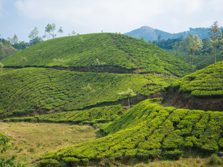 Fototapeta premium Tea plantations in Munnar Kerala, India
