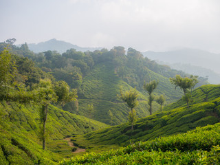 Fototapeta premium Tea plantations in Munnar Kerala, India