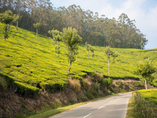 Tea plantations in Munnar Kerala, India