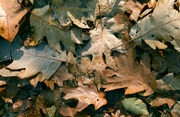 Plants: Colorful autumn leaves covering a path through a park on a sunny day in October