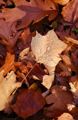 Plants: Water drops on autumn leaves shining in the October sun