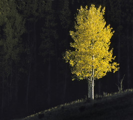 Dramatic Aspen Foliage
