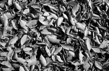 Plants: Autumn leaves covering the lawn in a park on a sunny day in October