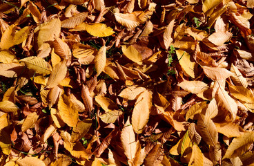 Plants: Colorful autumn leaves covering the lawn in a park on a sunny day in October