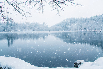 Frozen lake in snowy forest.