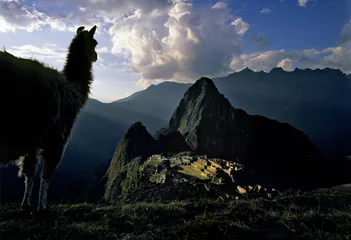 Crédence de cuisine en verre imprimé Machu Picchu Machu Picchu with Llama