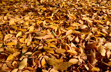 Plants: Colorful autumn leaves covering the lawn in a park on a sunny day in October