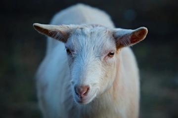 Close up portrait of young white goat with little horns on a pasture