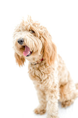 Sweet Labradoodle Puppy