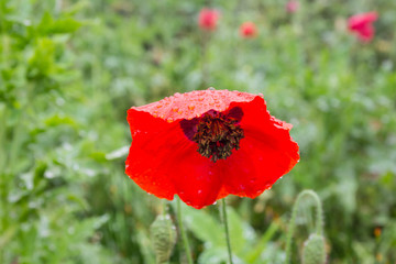 Poppy bright colors after rain
