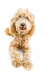 Sweet Labradoodle Puppy