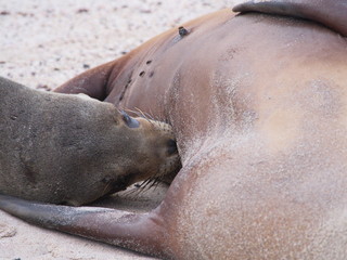 Fototapeta premium Galápagos sea lion (Zalophus wollebaeki)
