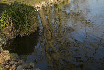 Fototapeta na wymiar pond reflections