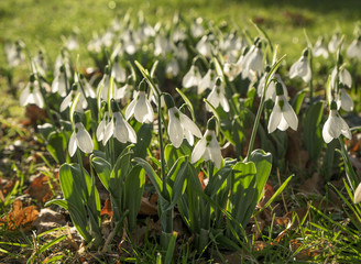 Snowdrops in sunlight