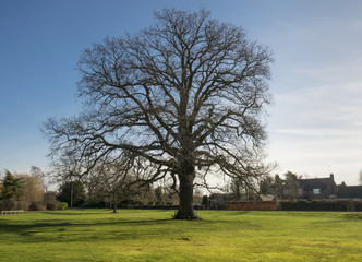 Obraz premium Winter tree without leaves