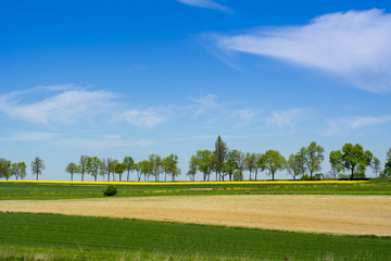 Obraz premium Rural landscape in Roztocze, Poland
