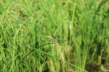 田舎の田んぼの風景１ © ken1344