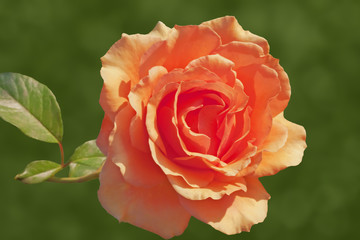 Rose pale orange or peach color isolated on abstract background as postcard