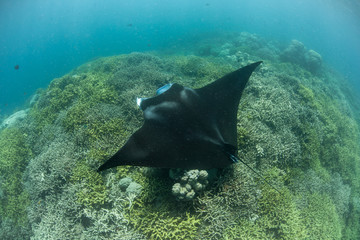 Obraz premium Manta Ray at Cleaning Station in Yap