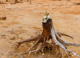 Skull of a horned animal against the background of a dead old tree. Worship, primitive ritual, cult of voodoo, magic, hunting, cave man extraction, isotherics, ethnography. Ecology, extinction.