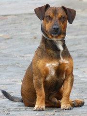 Monsaraz, pueblo historico de el Alentejo (Portugal)