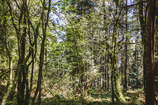 Baden Powell Trail Near Quarry Rock At North Vancouver, BC, Canada