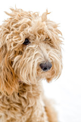 Sweet Labradoodle Puppy