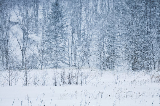 Snow covered forest in winter