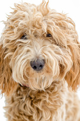 Sweet Labradoodle Puppy