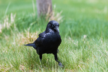 Australian Raven