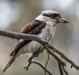 Kookaburra