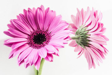 FLORES TIPO MARGARITA COLOR ROSA