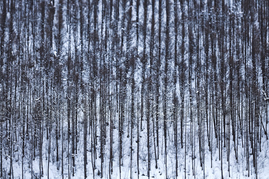 Winter Forest in Japan